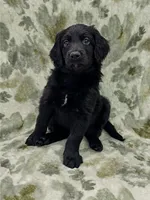 Charlie , a male Double Doodle for sale in Salisbury, NC – 2 of 2