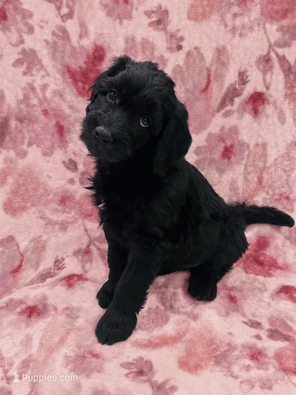 Rosie   – Double Doodle puppy for sale in Salisbury, NC