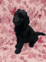 Rosie  , a female Double Doodle for sale in Salisbury, NC – 1 of 2