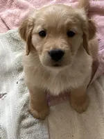 Golden Female 2, a female Golden Retriever for sale in Simi Valley, CA – Photo 3 of 4