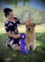Golden Female 2, a female Golden Retriever for sale in Simi Valley, CA – Photo 2 of 4