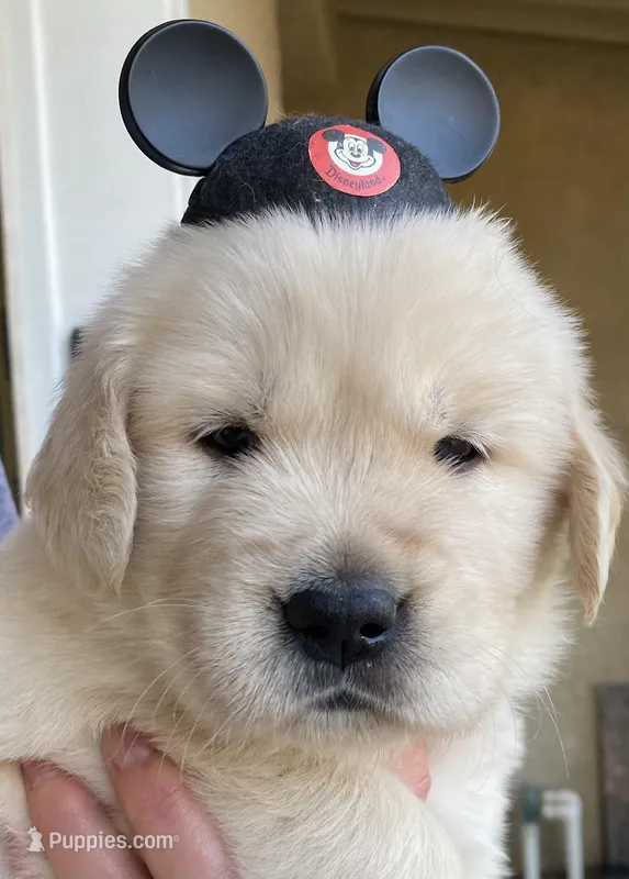 Golden Female 2 – Golden Retriever puppy for sale in Simi Valley, CA