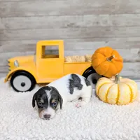 Blue n Cream piebald, a female Miniature Dachshund for sale in Englewood, FL – Photo 1 of 3