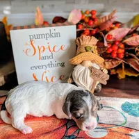 Blue n Cream piebald, a female Miniature Dachshund for sale in Englewood, FL – Photo 2 of 3
