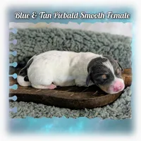 Blue n Cream piebald, a female Miniature Dachshund for sale in Englewood, FL – Photo 3 of 3