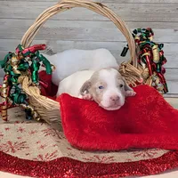 Isabella Dapple Piebald, a male Dachshund for sale in Englewood, FL – Photo 2 of 3