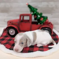 Isabella Dapple Piebald, a male Dachshund for sale in Englewood, FL – Photo 1 of 3