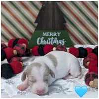 Isabella Dapple Piebald, a male Dachshund for sale in Englewood, FL – Photo 3 of 3