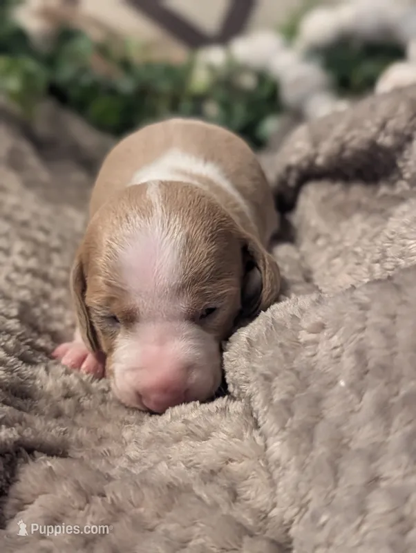 Isabella based red piebald  – Miniature Dachshund puppy for sale in Englewood, FL
