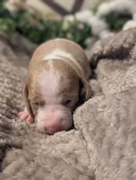 Isabella based red piebald , a male Miniature Dachshund for sale in Englewood, FL – 1 of 1