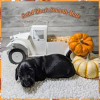 Solid black 1, a male Miniature Dachshund for sale in Englewood, FL – Photo 1 of 2