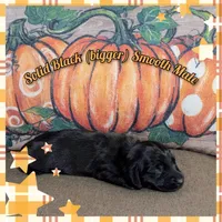 Solid black 1, a male Miniature Dachshund for sale in Englewood, FL – Photo 2 of 2