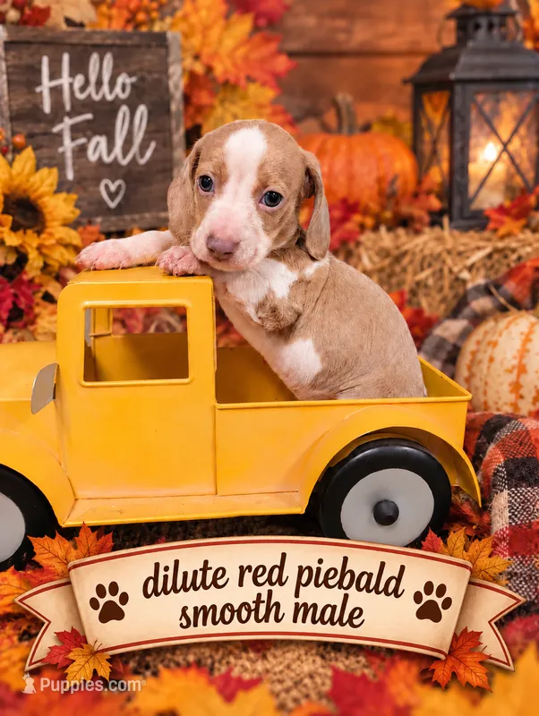 Isabella based red piebald  – Miniature Dachshund puppy for sale in Englewood, FL