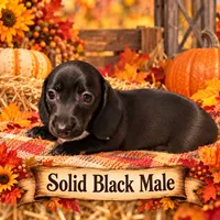 Solid black, a male Miniature Dachshund for sale in Englewood, FL – 1 of 1