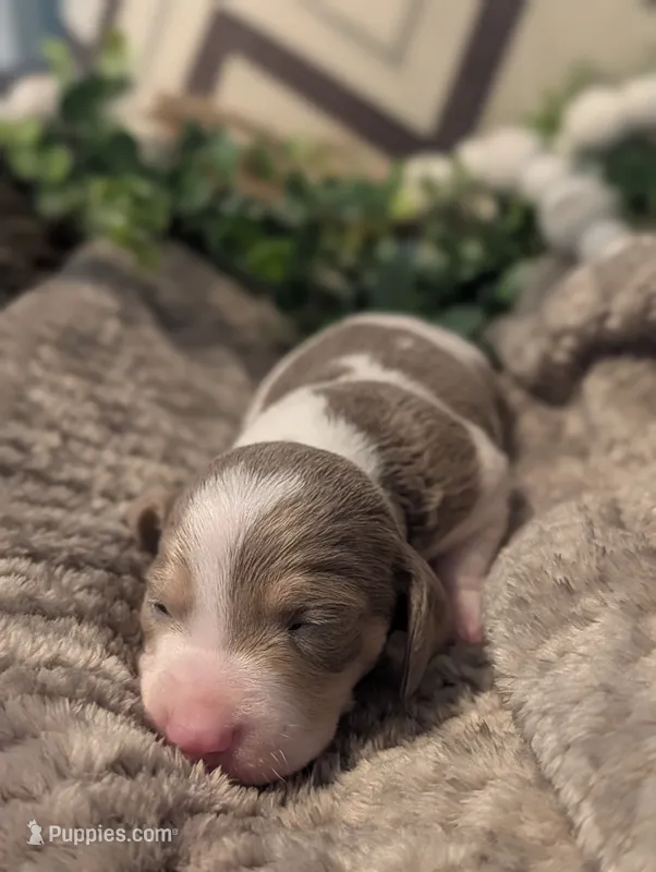 Isabella piebald  – Miniature Dachshund puppy for sale in Englewood, FL