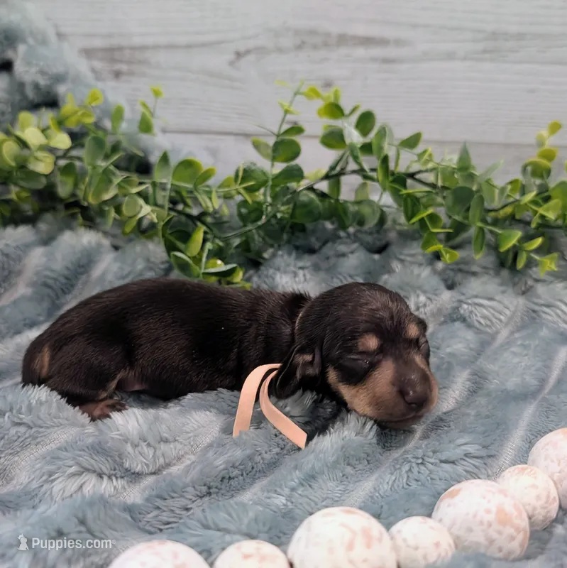 Black n cream runt – Miniature Dachshund puppy for sale in Englewood, FL