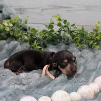 Black n cream runt, a female Miniature Dachshund for sale in Englewood, FL – 1 of 1