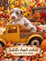Isabella Dapple Piebald , a male Miniature Dachshund for sale in Englewood, FL – 1 of 1