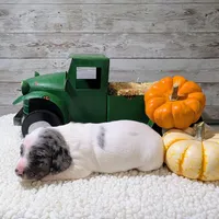 Blue eyes, a male Miniature Dachshund for sale in Englewood, FL – Photo 4 of 5