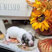 Blue eyes, a male Miniature Dachshund for sale in Englewood, FL – Photo 5 of 5