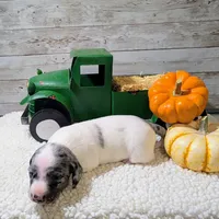 Blue eyes, a male Miniature Dachshund for sale in Englewood, FL – Photo 2 of 5