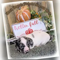 Blue eyes, a male Miniature Dachshund for sale in Englewood, FL – Photo 1 of 5