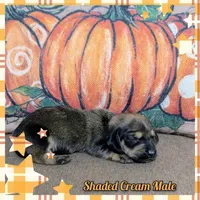 Shaded Cream, a male Miniature Dachshund for sale in Englewood, FL – Photo 2 of 2