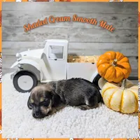 Shaded Cream, a male Miniature Dachshund for sale in Englewood, FL – Photo 1 of 2