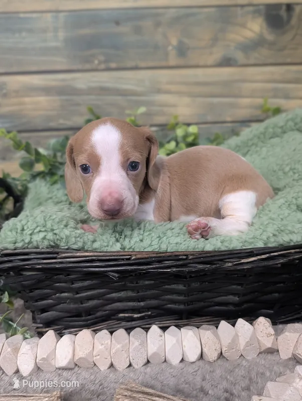Isabella based red piebald  – Miniature Dachshund puppy for sale in Englewood, FL