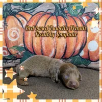 Isabella based Red, a female Miniature Dachshund for sale in Englewood, FL – Photo 2 of 2