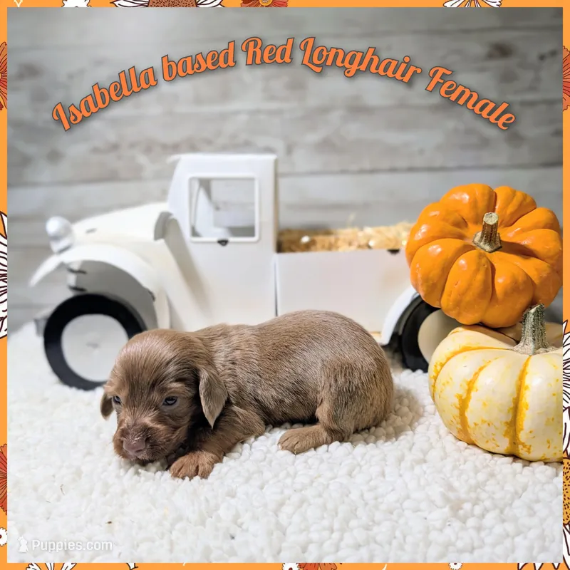 Isabella based Red, a female Miniature Dachshund for sale in Englewood, FL – Photo 1 of 2