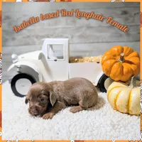 Isabella based Red, a female Miniature Dachshund for sale in Englewood, FL – Photo 1 of 2