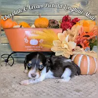 Chocolate Piebald male, a male Miniature Dachshund for sale in Englewood, FL – Photo 1 of 5