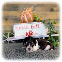 Chocolate Piebald male, a male Miniature Dachshund for sale in Englewood, FL – Photo 3 of 5