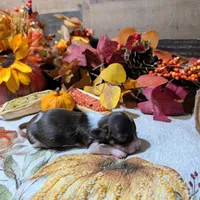 Chocolate Piebald male, a male Miniature Dachshund for sale in Englewood, FL – Photo 2 of 5