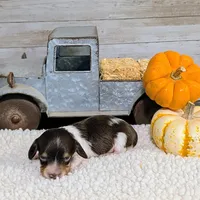 Chocolate Piebald male, a male Miniature Dachshund for sale in Englewood, FL – Photo 4 of 5