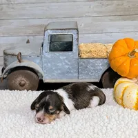 Chocolate Piebald male, a male Miniature Dachshund for sale in Englewood, FL – Photo 5 of 5