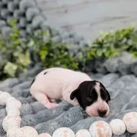 Black piebald, a male Miniature Dachshund for sale in Englewood, FL – 1 of 1