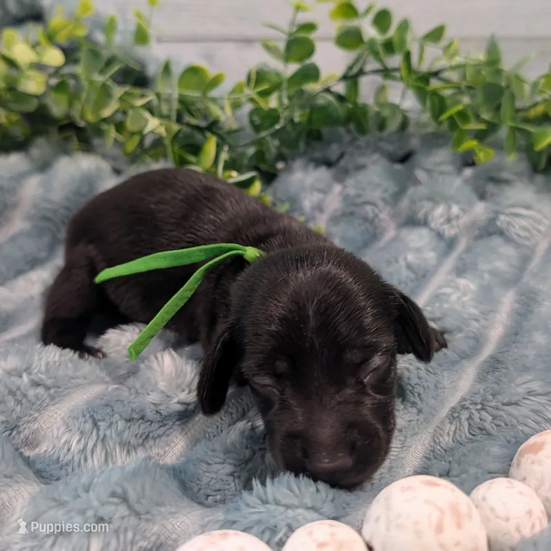 Solid black – Miniature Dachshund puppy for sale in Englewood, FL