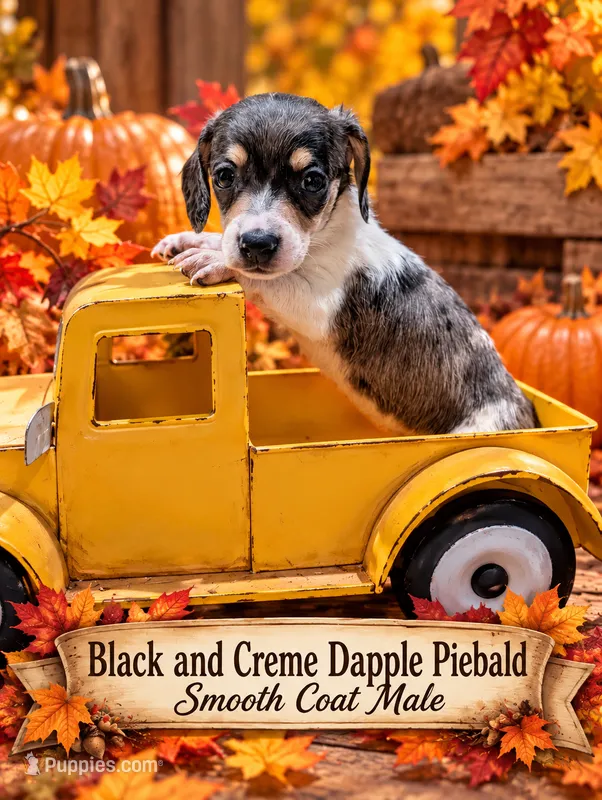 Black n cream dapple piebald  – Miniature Dachshund puppy for sale in Englewood, FL