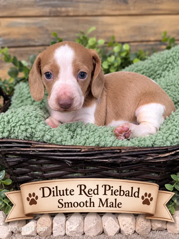 Isabella based red piebald  – Miniature Dachshund puppy for sale in Englewood, FL
