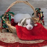 Isabella Piebald, a female Dachshund for sale in Englewood, FL – Photo 2 of 3