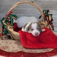 Isabella Piebald, a female Dachshund for sale in Englewood, FL – Photo 2 of 3
