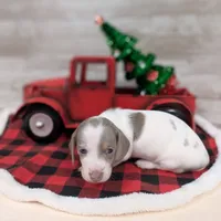 Isabella Piebald, a female Dachshund for sale in Englewood, FL – Photo 1 of 3