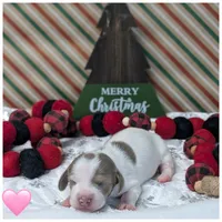 Isabella Piebald, a female Dachshund for sale in Englewood, FL – Photo 3 of 3