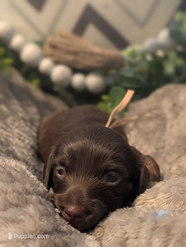 Solid Chocolate  – Miniature Dachshund puppy for sale in Englewood, FL