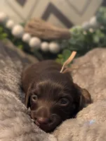 Solid Chocolate , a female Miniature Dachshund for sale in Englewood, FL – 1 of 1