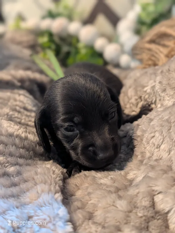 Solid black – Miniature Dachshund puppy for sale in Englewood, FL