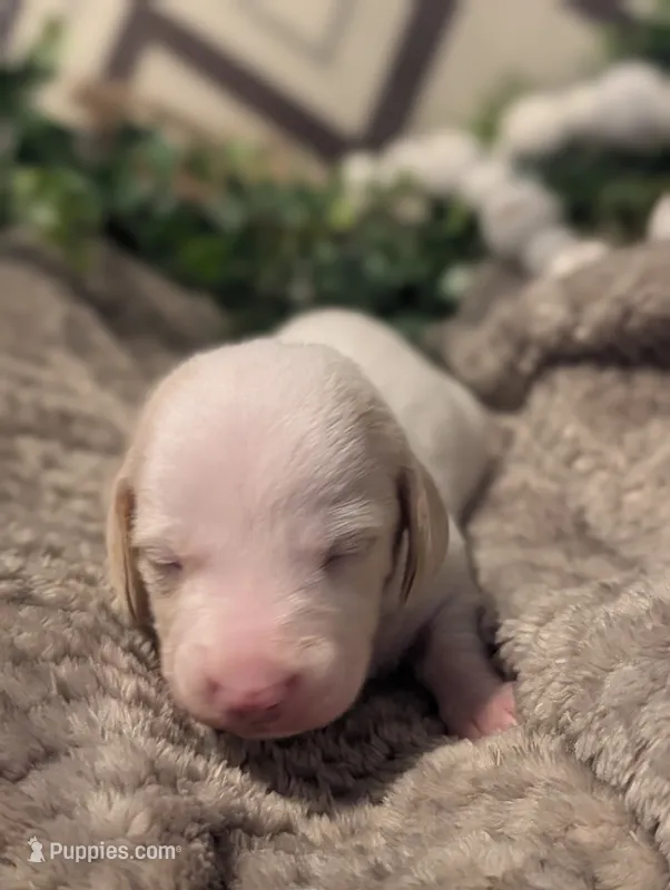 Cream piebald  – Miniature Dachshund puppy for sale in Englewood, FL