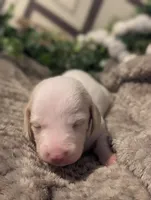 Cream piebald , a male Miniature Dachshund for sale in Englewood, FL – 1 of 1